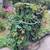 Greenstalk vertical Planters 4 thumbnail