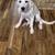Free Anatolian Pyreneese puppies 3 thumbnail