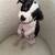 Pit bully mix girls 1 thumbnail