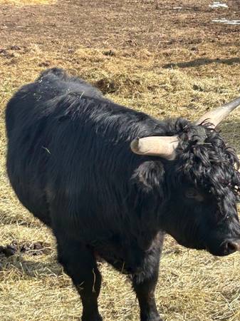 Highlander bull 1