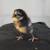 Ermine Ameraucana & Easter Egger Chicks 1 thumbnail