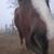 2 year old colt 2 thumbnail