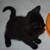 Cuddliest Black Kitten for adoption 7 thumbnail