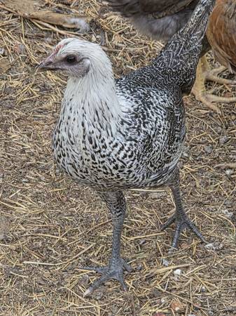 Egyptian fayoumi pullets - $20 (Yelm wa)63471371574275121