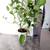 Healthy plant in a ceramic pot 7 thumbnail