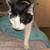 2 male tuxedo cats 1 thumbnail