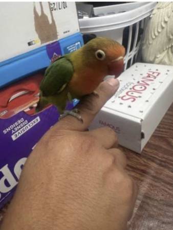 Tammed lovebirds567430795546470401
