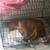 Dog 2 thumbnail