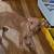 Chihuahuas (Chiweenies) looking to be Rehomed(Chicago)$200 2 thumbnail