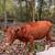 Dexter cow and bull calf pair for sale 1 thumbnail