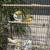 Canaries 6 thumbnail