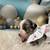 Mini Australian Sheepherds 4 thumbnail