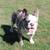 Male French Bulldog 3 thumbnail