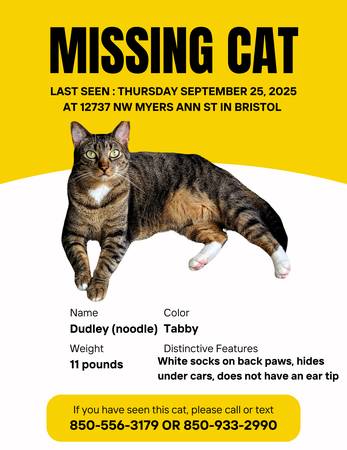 LOST CAT IN BRISTOL 1