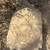 Tortoise 13 thumbnail