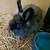 Dwarf Lionhead Bunny Rabbit 1 thumbnail