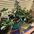 Jade Plants 1 thumbnail