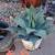 Cactus/ succulents 5 thumbnail