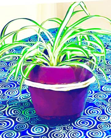 Variegated Spider Plant in a Purple Pot 1