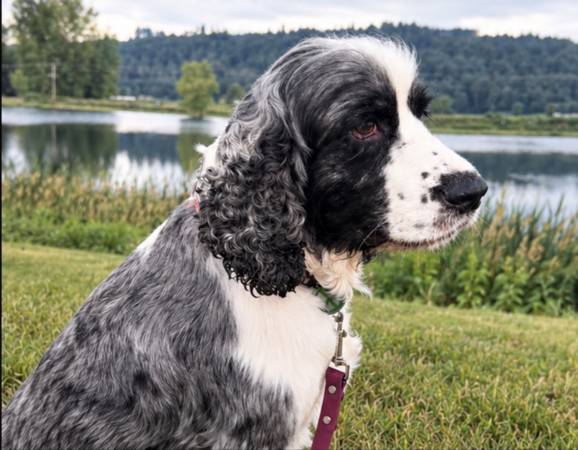 Springer Spaniel-4 Year Neutered Male 1