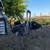 Ostriches 1 thumbnail