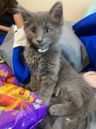Adorable Kittens already fixed (St George)63945150688514121