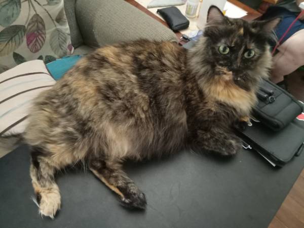 Free friendly 1 yr old cat 1