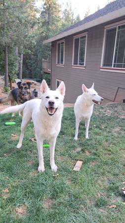 White Shepherds (Foresthill)63848875743363123