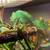 Veiled Chameleon 4 thumbnail