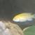 African cichlids 3 thumbnail
