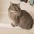 MISSING GRAY LONG HAIRED CAT - PLEASE HELP 1 thumbnail