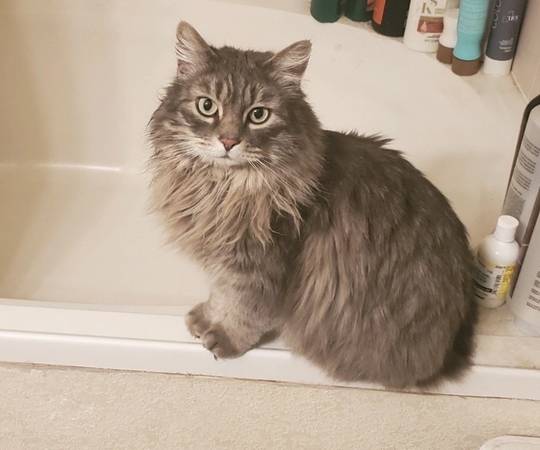 MISSING GRAY LONG HAIRED CAT - PLEASE HELP 1