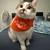 5 year old cat needs rehoming 6 thumbnail