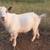 Nigerian Dwarf Goats 5 thumbnail