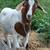 GOAT FOR SALE must go! 2 thumbnail