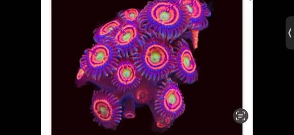 Gobstopper Zoa Coral 1