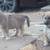 Husky/German shepard 11 thumbnail