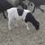 Sheep, Borrego Lamb For Sale - Posted 10/17/25 1 thumbnail