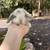 baby bunnies dwarf lop rabbits 1 thumbnail