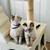 Lynx Siamese Kitten for Rehome 9 thumbnail