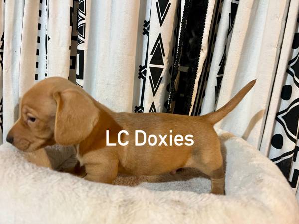 Dachshunds (Seneca)63654749944961121