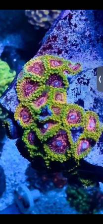Grandmaster Krak zoanthid coral 1