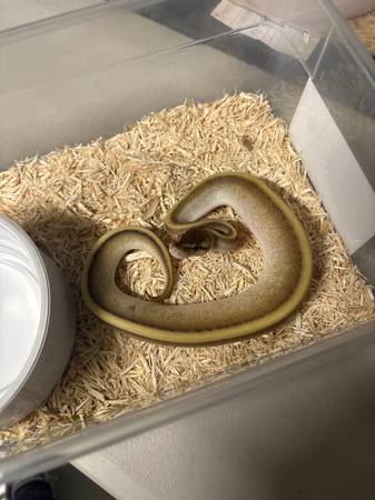 Pitón real Butter Genetic Stripe (Chesapeake)63882942699521121