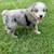 Miniature Australian Sheperds 2 thumbnail