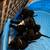 Rottweiler Pit bull mix 1 thumbnail