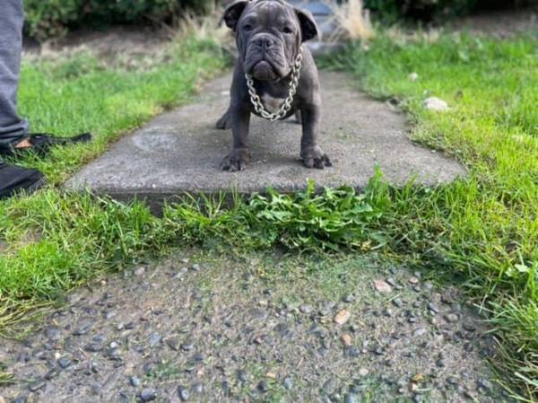 Rehoming, small adoption fee (Portland)63958422921475122