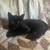 short hair black kitten 3 thumbnail