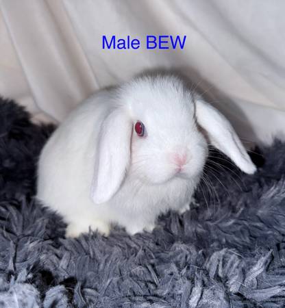 Baby bunnies (Oceanside)63819964728707123