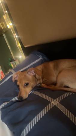 Rehoming chiweenie (Vancouver)63895727121026124