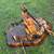 Woods rm400 finishing mower 2 thumbnail